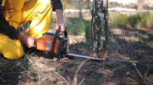 Best Tree Removal  in Hillsdale, NJ