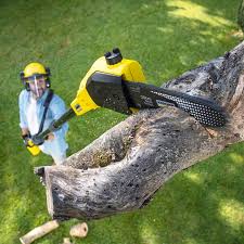 Best Stump Grinding and Removal  in Hillsdale, NJ
