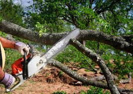 Best Tree Risk Assessment  in Hillsdale, NJ