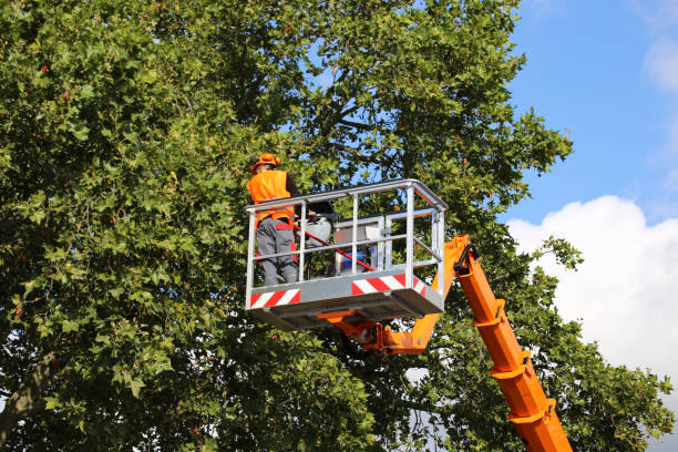 Best Utility Line Clearance  in Hillsdale, NJ