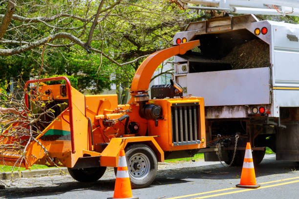 Best Tree Maintenance Programs  in Hillsdale, NJ