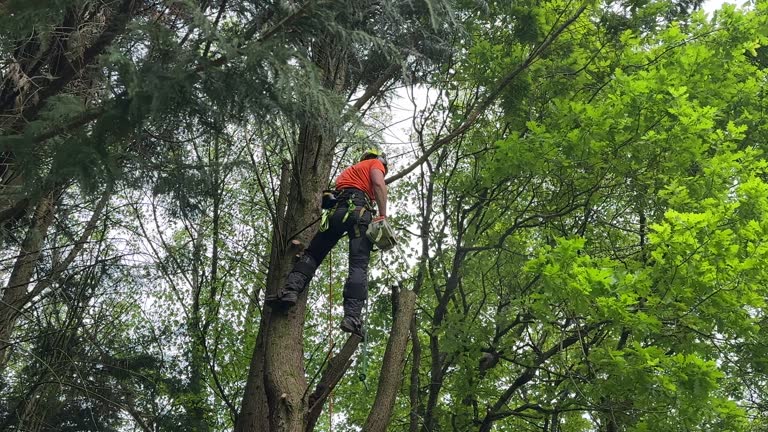 Best Commercial Tree Services  in Hillsdale, NJ