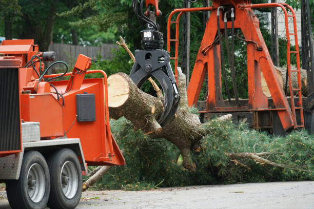 Best Firewood Processing and Delivery  in Hillsdale, NJ