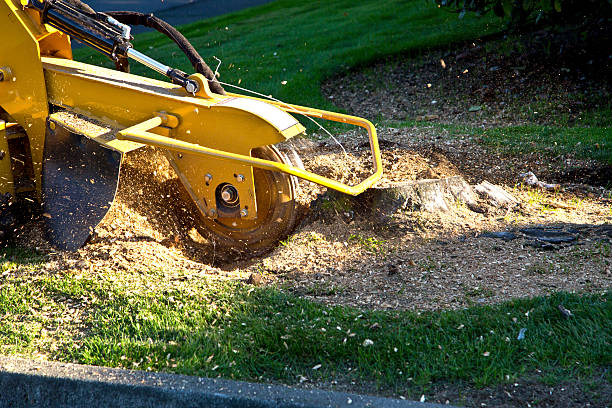 Best Palm Tree Trimming  in Hillsdale, NJ