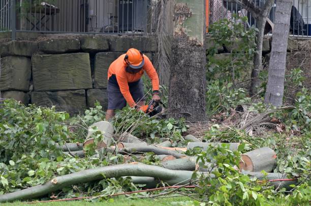 How Our Tree Care Process Works  in  Hillsdale, NJ