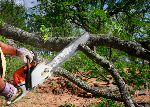 Best Lawn Renovation and Restoration  in Hillsdale, NJ