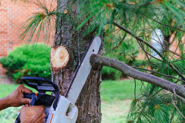 Best Tree Trimming and Pruning  in Hillsdale, NJ